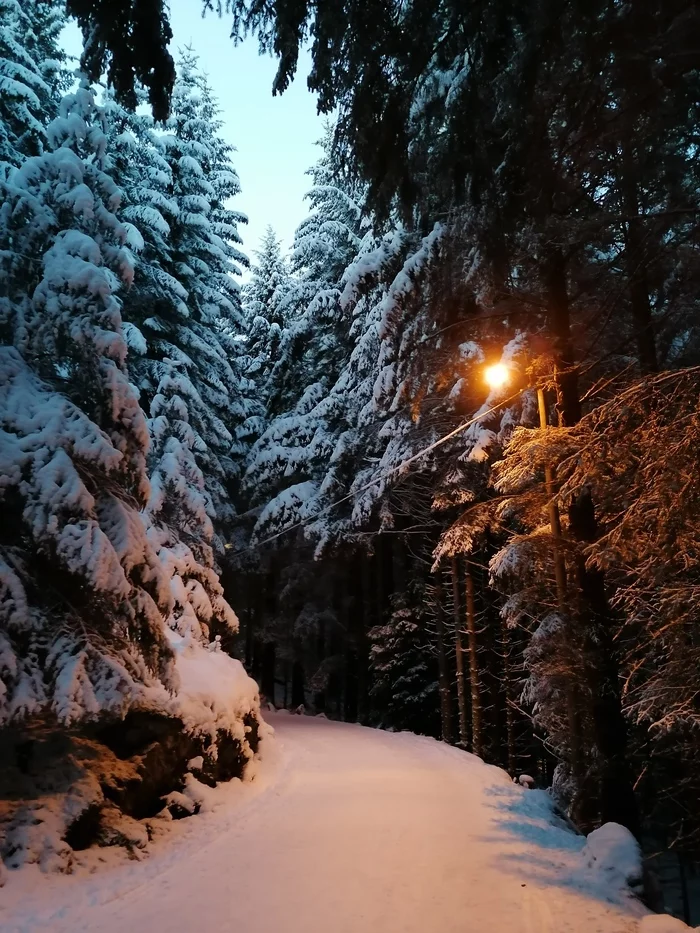 The beauty of the winter forest - Mobile photography, Norway, Longpost