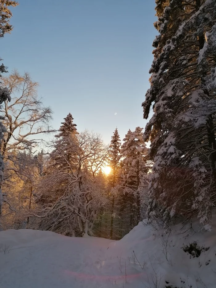 The beauty of the winter forest - Mobile photography, Norway, Longpost