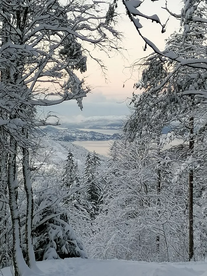 The beauty of the winter forest - Mobile photography, Norway, Longpost