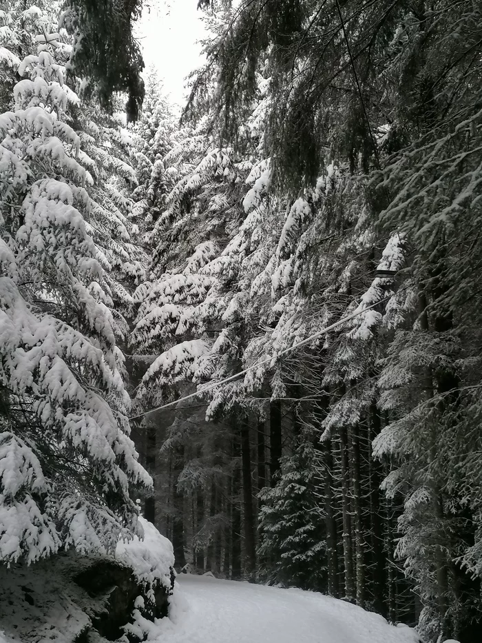 The beauty of the winter forest - Mobile photography, Norway, Longpost