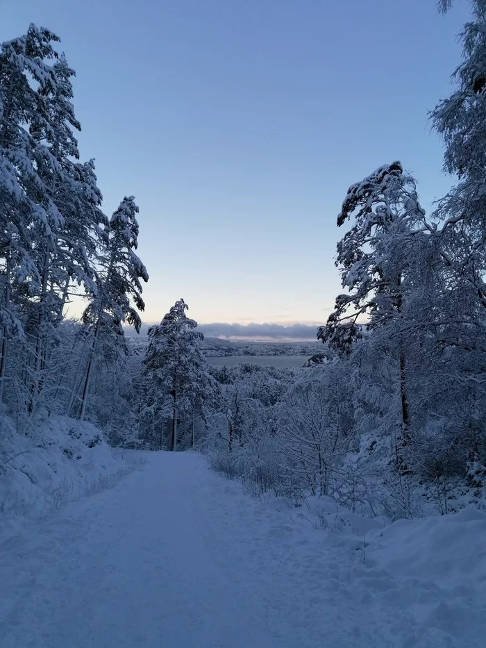 The beauty of the winter forest - Mobile photography, Norway, Longpost