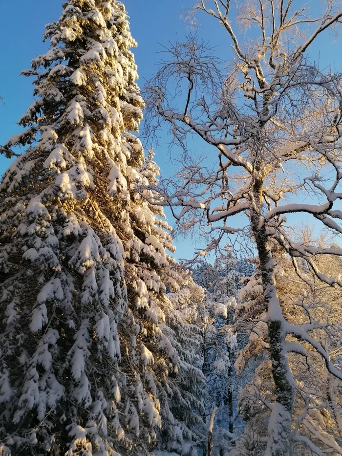 The beauty of the winter forest - Mobile photography, Norway, Longpost