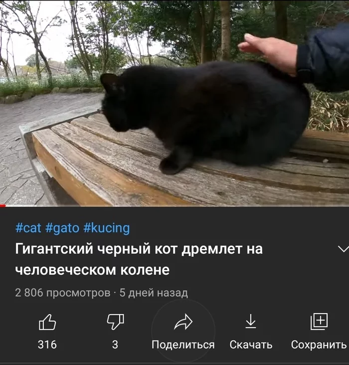 Translation, as always, is excellent - cat, Translation, Youtube, Longpost, Screenshot