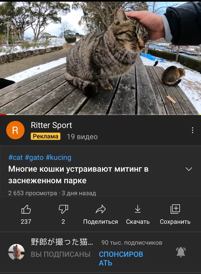 Перевод, как всегда, -  на высоте - Кот, Перевод, YouTube, Длиннопост, Скриншот