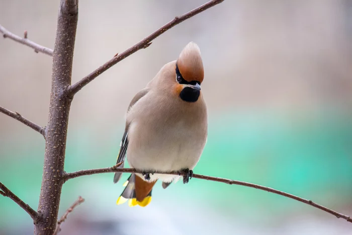 The waxwings have arrived - My, Birds, Svirestel, Barnaul, Altai region, Canon, Longpost