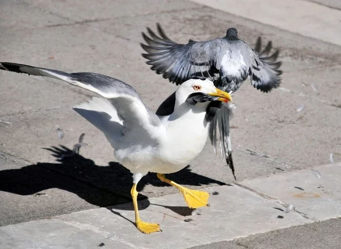 Хохотунья, степная чайка (Larus cachinnans) - Чайки, Природа, Длиннопост, Птицы, Мат