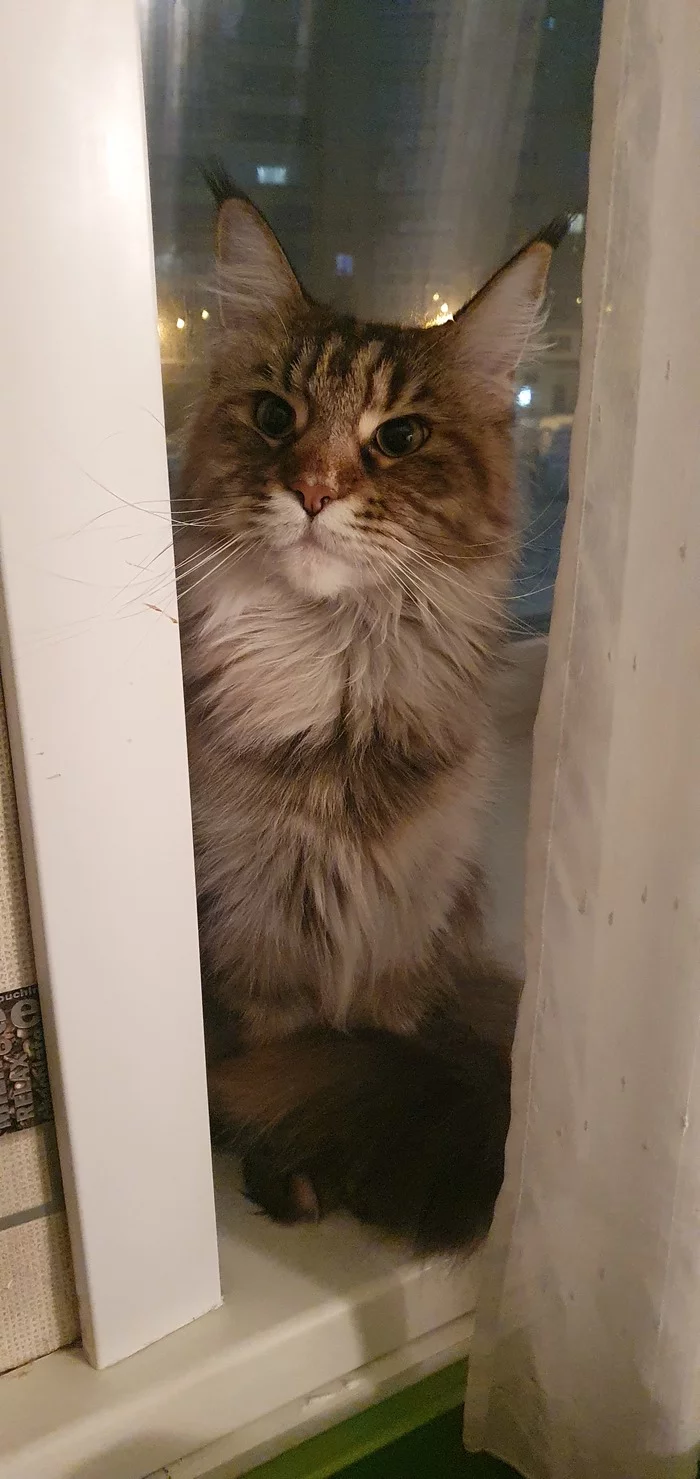 Busya - My, cat, Maine Coon, Pets, The photo