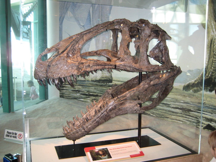   (. Acrocanthosaurus:    ) , , , ,  , , 