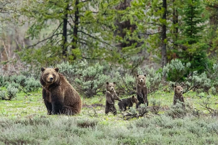 Not a record! - The Bears, Grizzly, Teddy bears, Wild animals, Milota, Nature, wildlife, USA, National park, Yellowstone, Age is not a hindrance, Video, Longpost