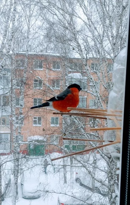 Bullfinch! - My, Trough, Bullfinches, Winter, Longpost
