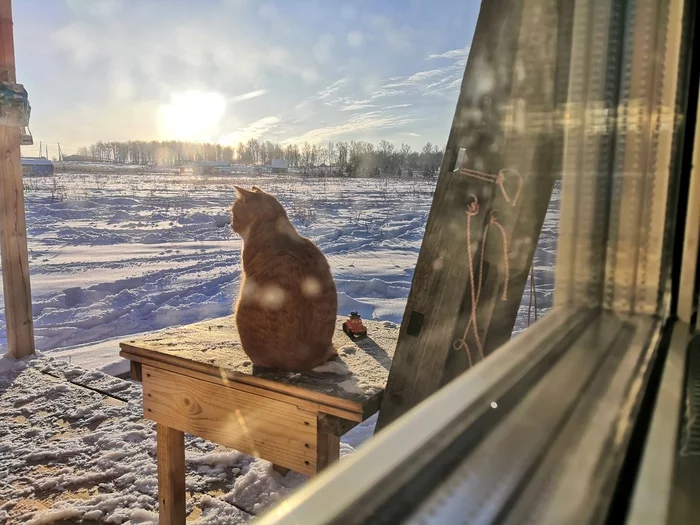 Redhead in Dawn at dawn - My, Redheads, cat, Village, freezing