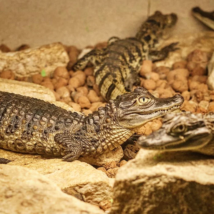 Baby crocodile caimans Caiman crocodilus - My, Caiman, Reptiles at home, Reptiles, Animals, Crocodiles