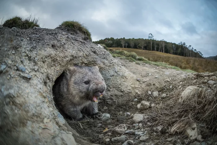 Wombat: Perfect Brick Factory - Animals, Wombats, Australia, Animal book, Yandex Zen, Longpost