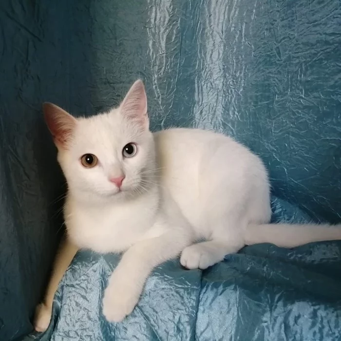 Odd-eyed beauty - My, cat, Heterochromia, Video