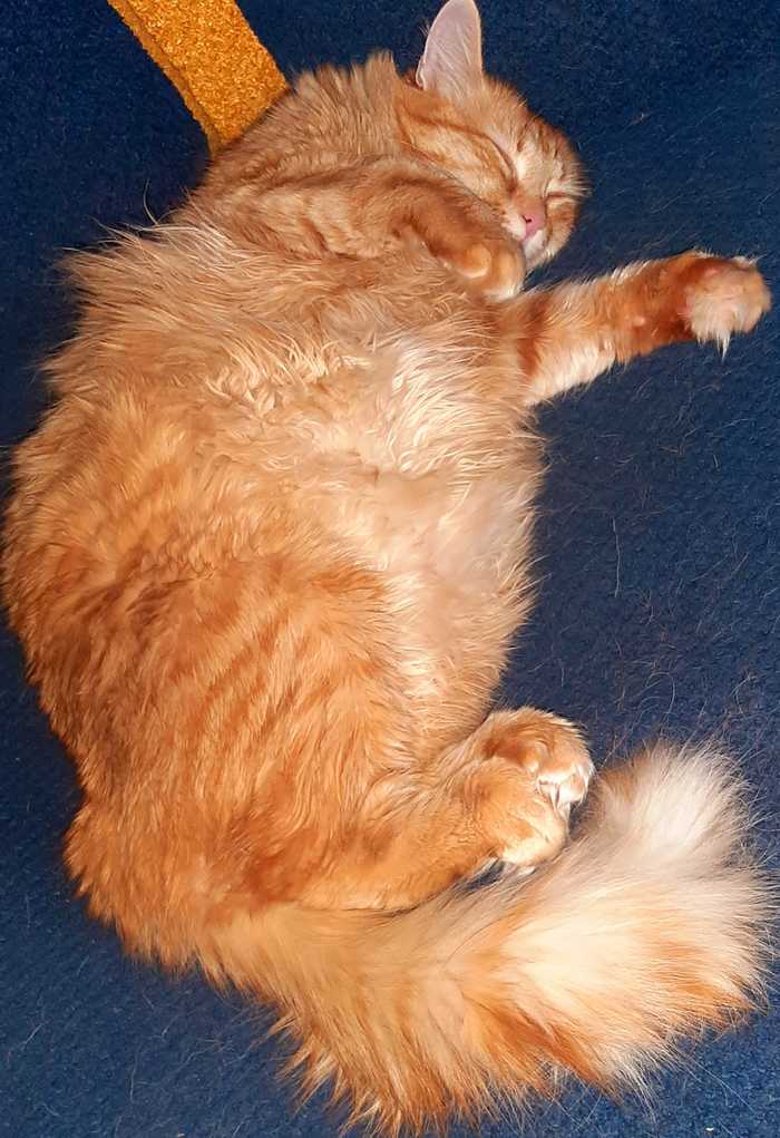 Спящая красавица