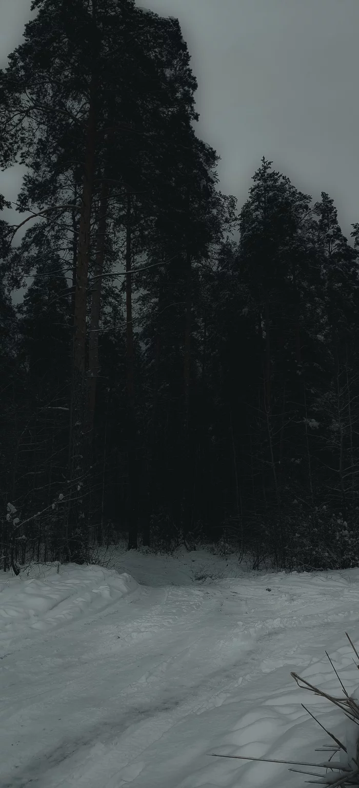 Kingdom of Mara - My, Forest, Mara, Winter, Gloomy, Longpost