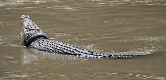 Indonesia: Reward offered for freeing crocodile from tire - Crocodiles, wildlife, Indonesia, Video, Longpost