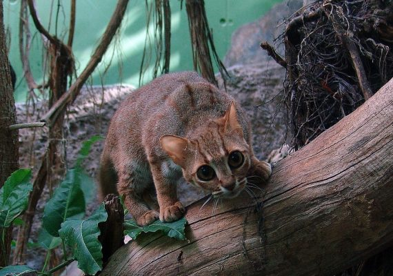 cat - baby - Rusty cat, Small cats, Wild animals, Small size, Asia, Predator, Video, Longpost, Rare view, Cat family, , Rare animals