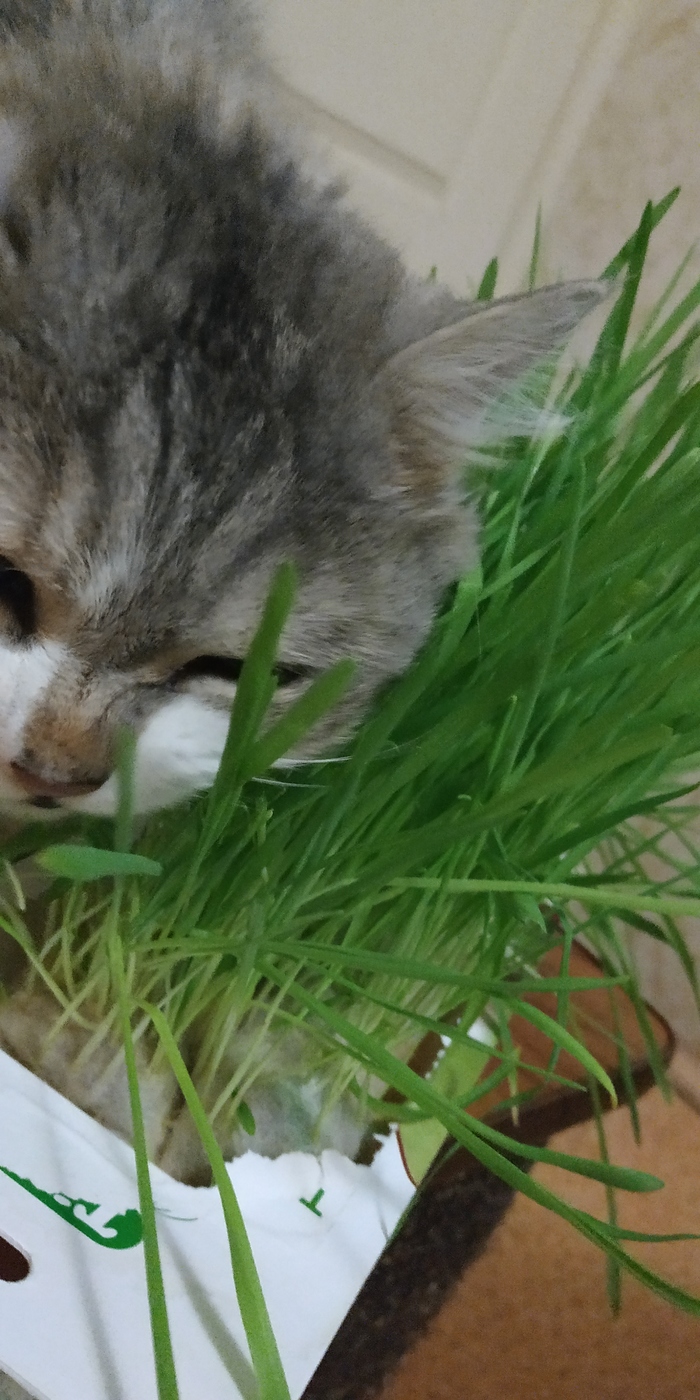 Невкустна и грустна