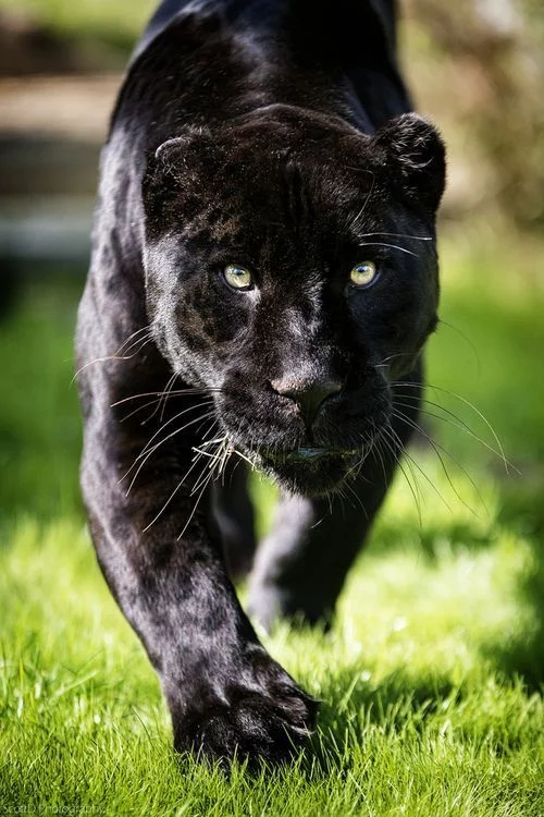 WHAT COLOR IS A PANTHER? - Panther, Leopard, Jaguar, Big cats, Interesting, Black Panther