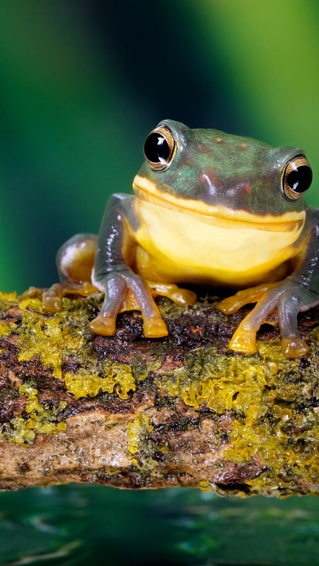 Interesting facts about frogs - Frogs, Toad, Facts, Biology, Longpost