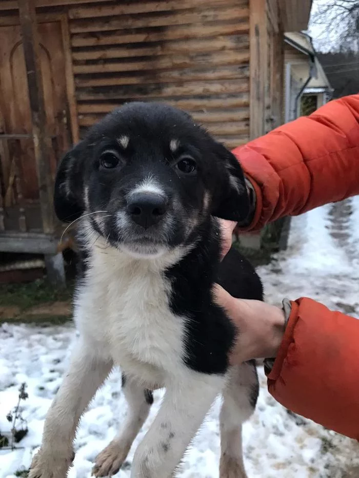 The dog Alice is looking for a home! - My, Dog, Puppies, In good hands, Moscow, Podolsk, I will give, Best friend, Video, Longpost, No rating, City of Chekhov