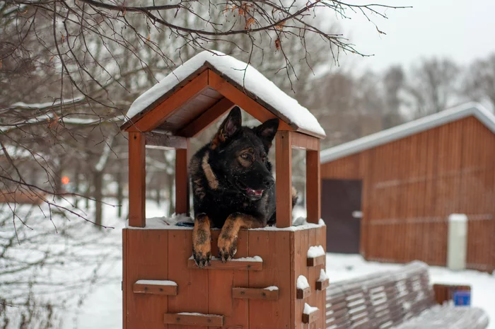 Bird in the nest - My, Animals, PHOTOSESSION, German Shepherd, Dog, Longpost