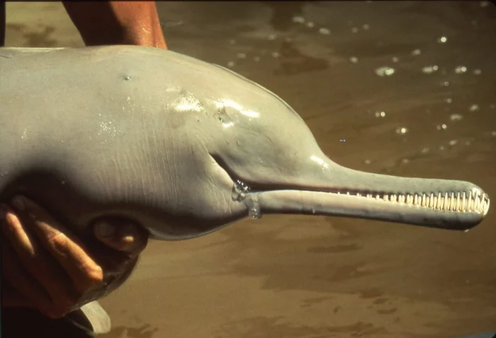  Ужасные слепые дельфины помойных рек Индии Дельфин, Крокодил, Эволюция, Длиннопост