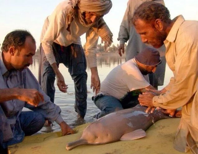  Ужасные слепые дельфины помойных рек Индии Дельфин, Крокодил, Эволюция, Длиннопост