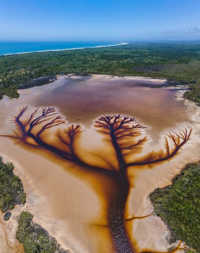 Tree of Life - Lake Chakora, Australia - Lake, Tree, A life, Nature, The photo