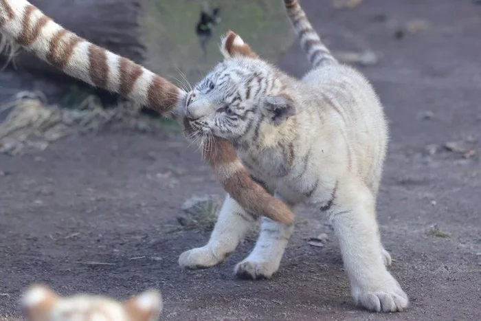 Kus - Tiger, Kus, The photo, Big cats, Tiger cubs, White tiger, Wild animals, Tail