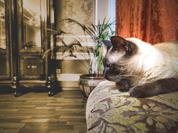 Looking through time - Past, Time, Mobile photography, The photo, Pet, Pets, cat, My