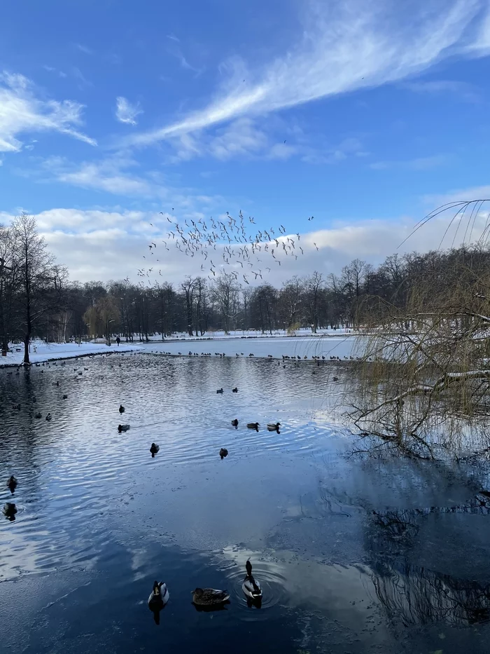 Baltic winter - My, Nature, Duck, Seagulls, Winter