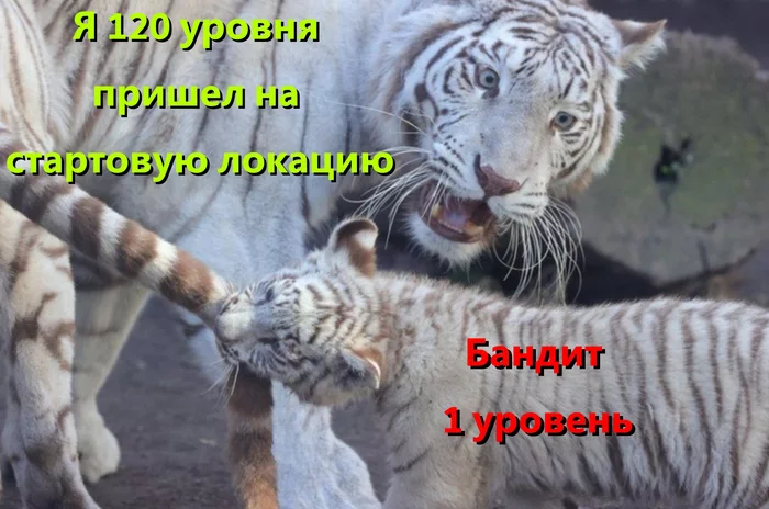 Reply to the post Kus - Tiger, Kus, The photo, Big cats, Tiger cubs, White tiger, Wild animals, Tail, Games, Reply to post, Picture with text