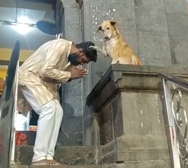 blessing dog - My, news, Mumbai, Religion, Sin, Dog, India, Accordion, Repeat