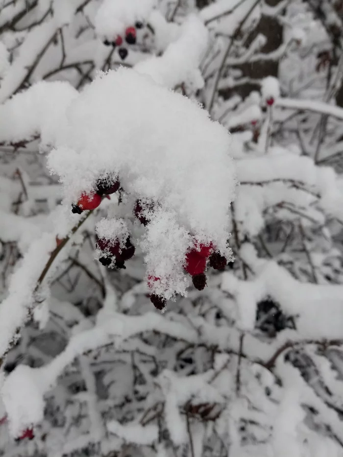 Roses in the snow. Well, finally, with the first snow, Crimea! - My, Snow, the Rose, Palm trees, Crimea, Snowfall, Cactus, Happiness, Children's happiness, Longpost