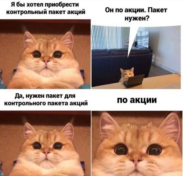 Promotions by promotion - Picture with text, Humor, Stock, cat