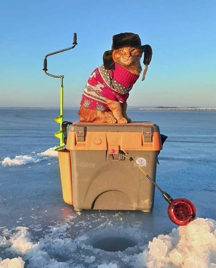 Winter fishing - cat, Fishing, Winter, Doesn't peck