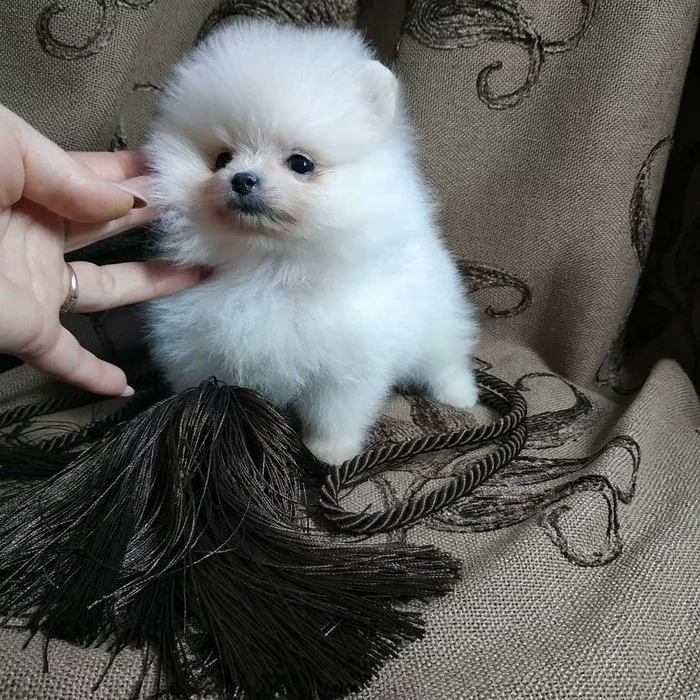 Fluffy miracle - Pomeranian, Dog