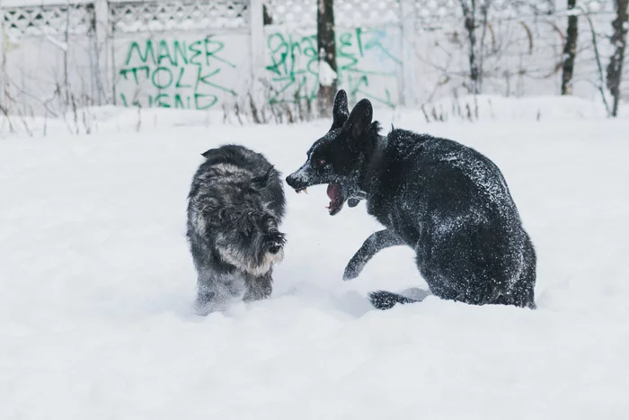 Return of the Zombie Dogs 4 - My, Zombie, Dog, Horror, The photo, Winter, Nuclear winter, Forest