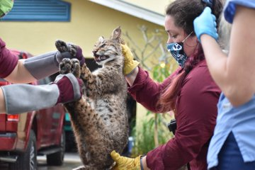 как мы спасли белку. Смотреть фото как мы спасли белку. Смотреть картинку как мы спасли белку. Картинка про как мы спасли белку. Фото как мы спасли белку как мы спасли белку. Смотреть фото как мы спасли белку. Смотреть картинку как мы спасли белку. Картинка про как мы спасли белку. Фото как мы спасли белку