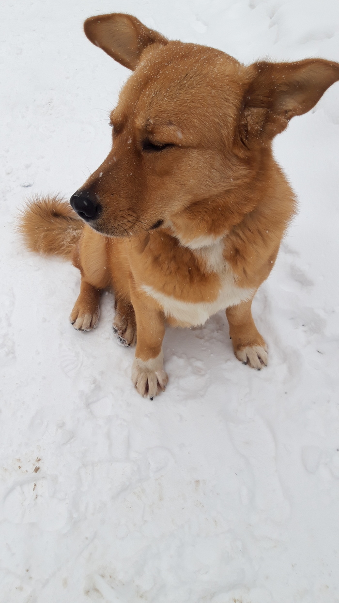 Продолжение к посту Пропала собака в новый год. Нашелся