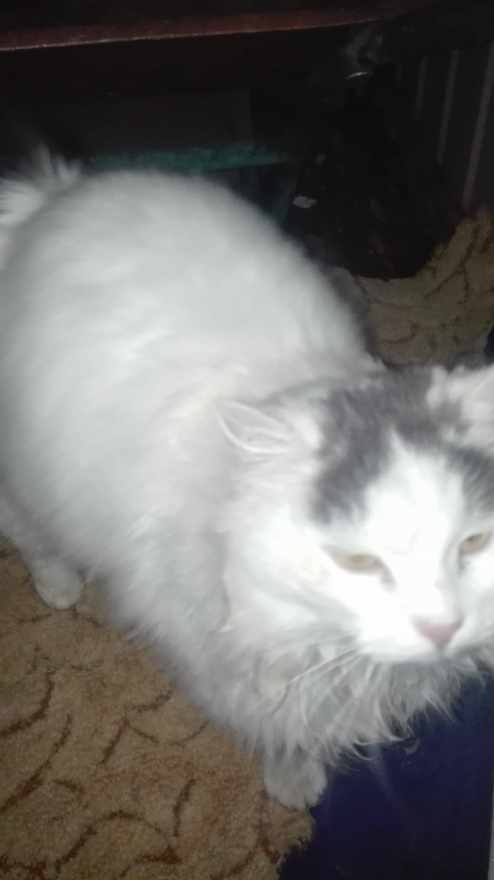 Кто потерял кошку?