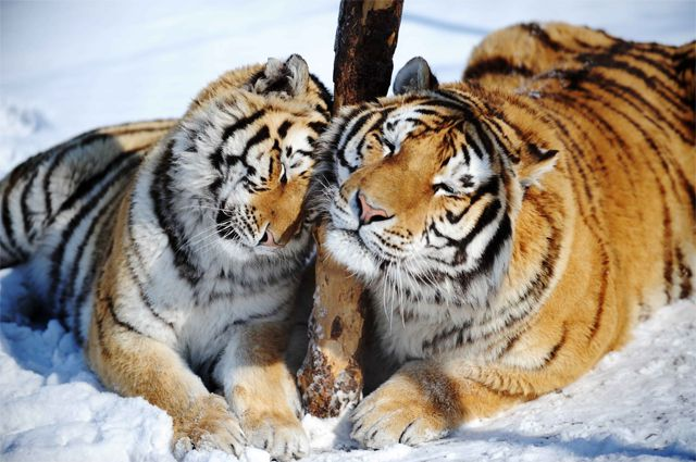 To replace the mare eaten by the tiger within a week, the Primorsky resident was bought a new horse of his choice - Tiger, Amur tiger, Big cats, Horses, Ate, Compensation for damage, Primorsky Krai, Longpost