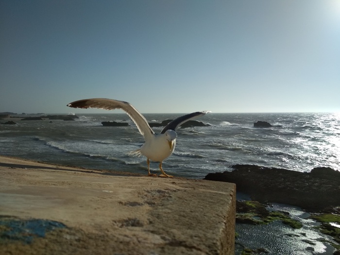 "Бесплатно" слетали в Марокко Текст, Путешествия, Позитив, Марокко, Компенсация, Чайки, Длиннопост