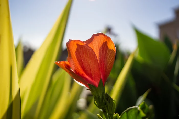 A few winter photos for you to warm up :) - My, Tenerife, Heat, The photo, Longpost