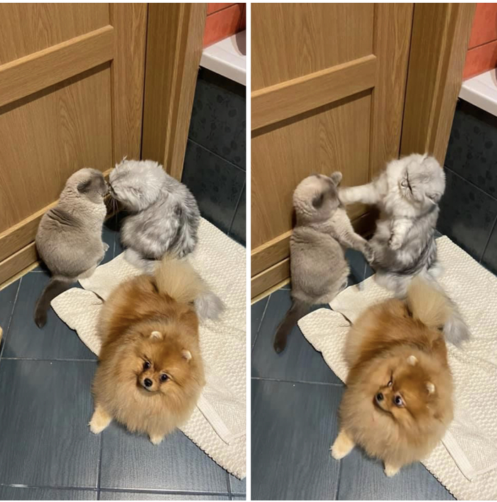 Когда просто хотела сходить в туалет в тишине