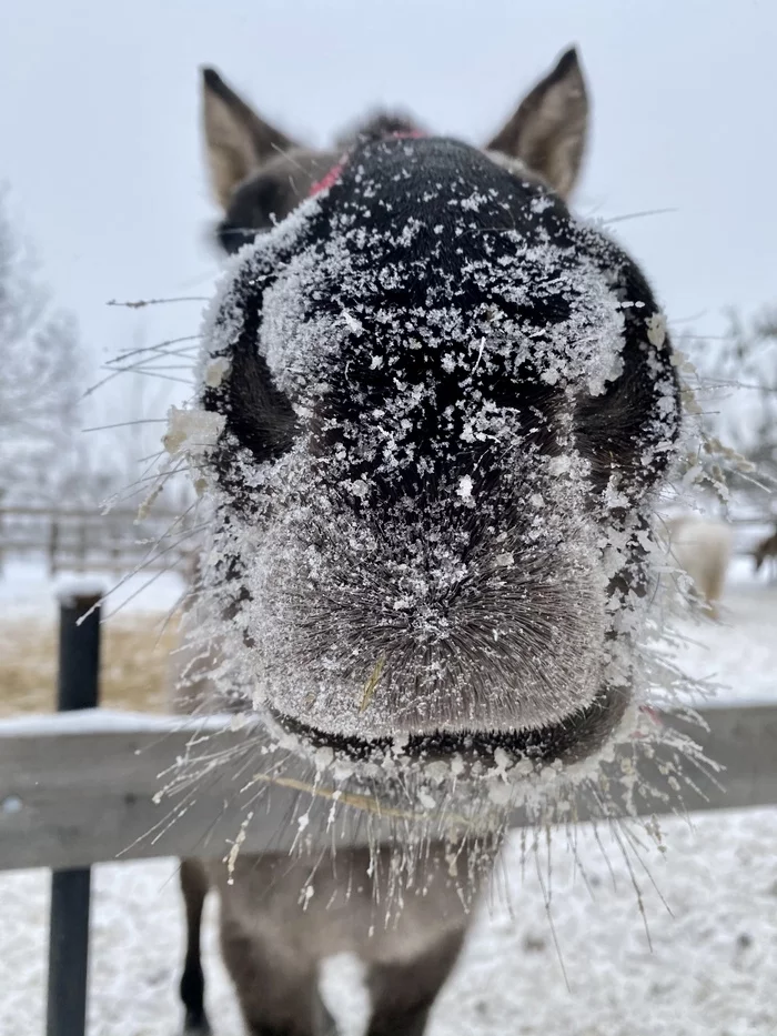 It got colder - My, Horses, Nose, Muzzle, Winter, Cold, Interesting, Stable, The photo, , Frost
