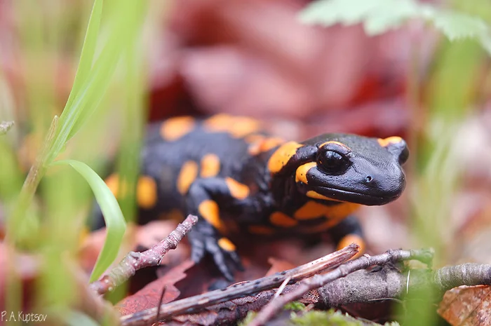 Fire salamander. Why were ancient people terrified of her? - Animals, Amphibians, fire salamander, Yandex Zen, Longpost