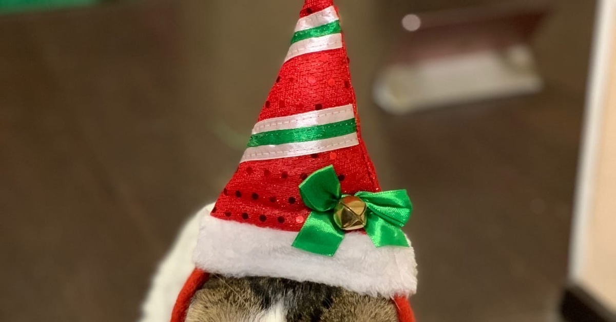 Бобтейл кот | Пикабу